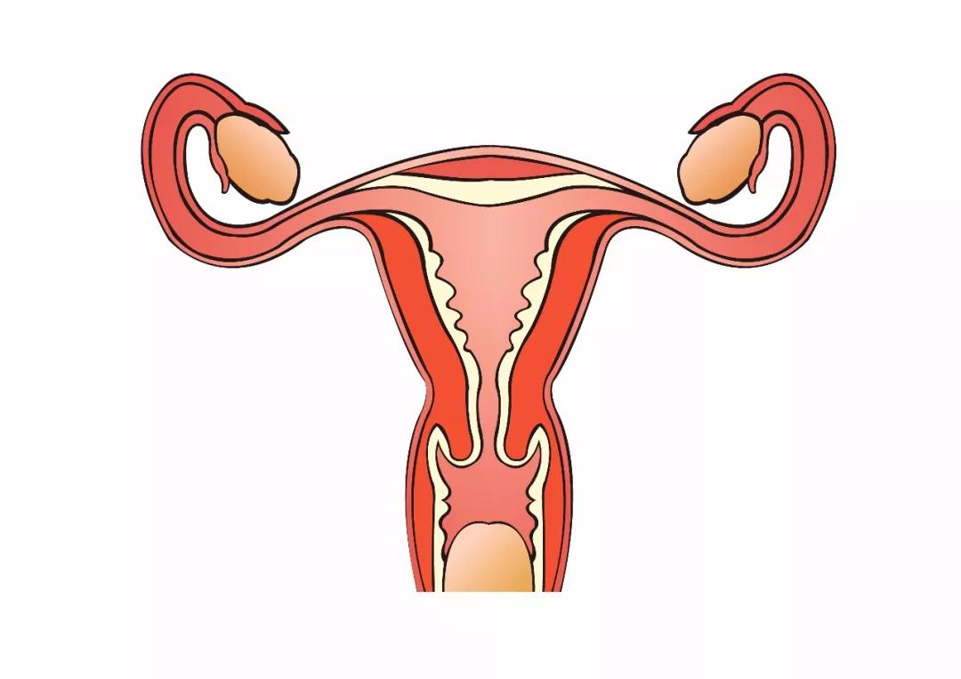 备孕女性多了解阴道相关常识，才能够让你健康生育!