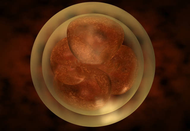 几个可用胚胎才符合您的预期?