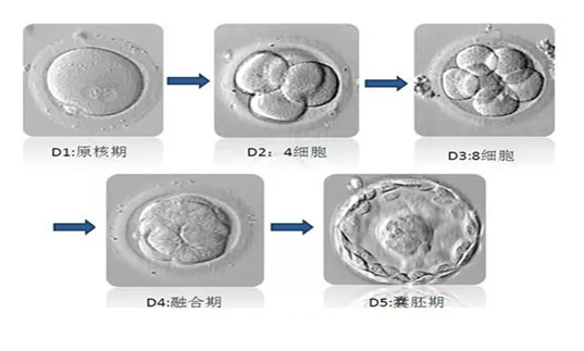 什么样的胚胎才是好胚胎？
