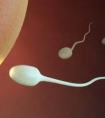 蝌蚪精的夺卵之旅——怀孕只需要一条精子就够了吗?
