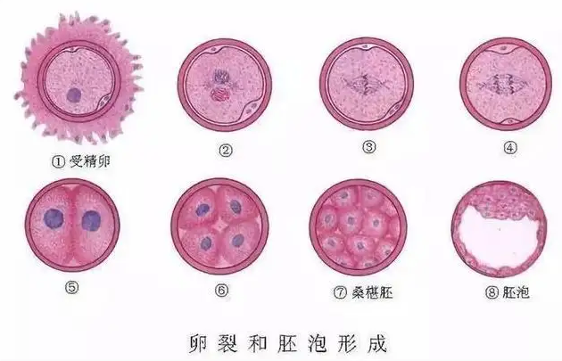 试管婴儿胚胎养成囊胚的成功率高吗?