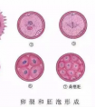 试管婴儿胚胎养成囊胚的成功率高吗?