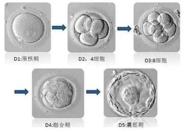 关于移植囊胚好还是冻胚好?这个问题不成立!