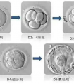 关于移植囊胚好还是冻胚好?这个问题不成立!