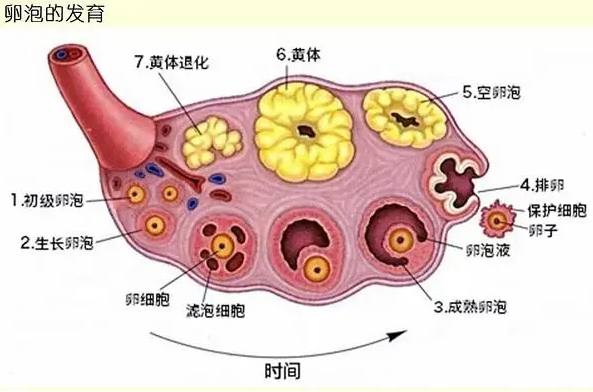 卵巢储备“弹尽粮绝”的女性，该如何拥有高试管成功率呢?