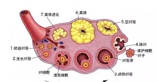 卵泡发育的特点